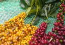 Espírito Santo aporta o maior investimento da história na sustentabilidade da cafeicultura capixaba