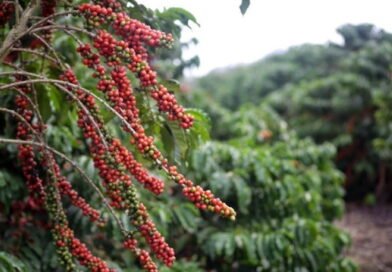 Ações para ampliar sustentabilidade na cafeicultura capixaba devem alcançar oito mil propriedades até 2026