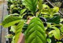 Oito projetos de pesquisa e inovação da Rede Inova Café finalizam estudos sobre uso do herbicida glifosato no café capixaba