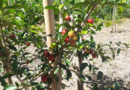 Pesquisa avalia novas variedades de acerola com potencial para plantio no Espírito Santo