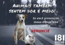 Denúncias pelo Disque-denúncia 181 de Maus-Tratos a Animais Aumentam no ES e Reforçam Ação da Polícia Civil através da Delegacia de Proteção ao Meio Ambiente